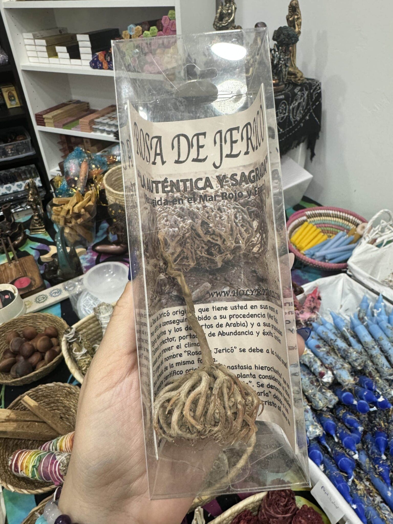 rosa jericho egipcia grande